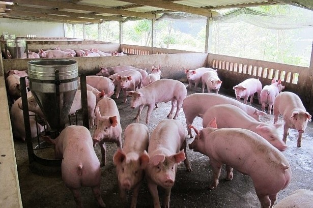 Giá lợn hơi thất thường, người chăn nuôi lo lắng khi tái đàn (30/01/2018)